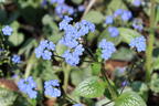 Kaukasus-Vergissmeinnicht 'Silver Heart' - Brunnera macrophylla 'Silver Heart'