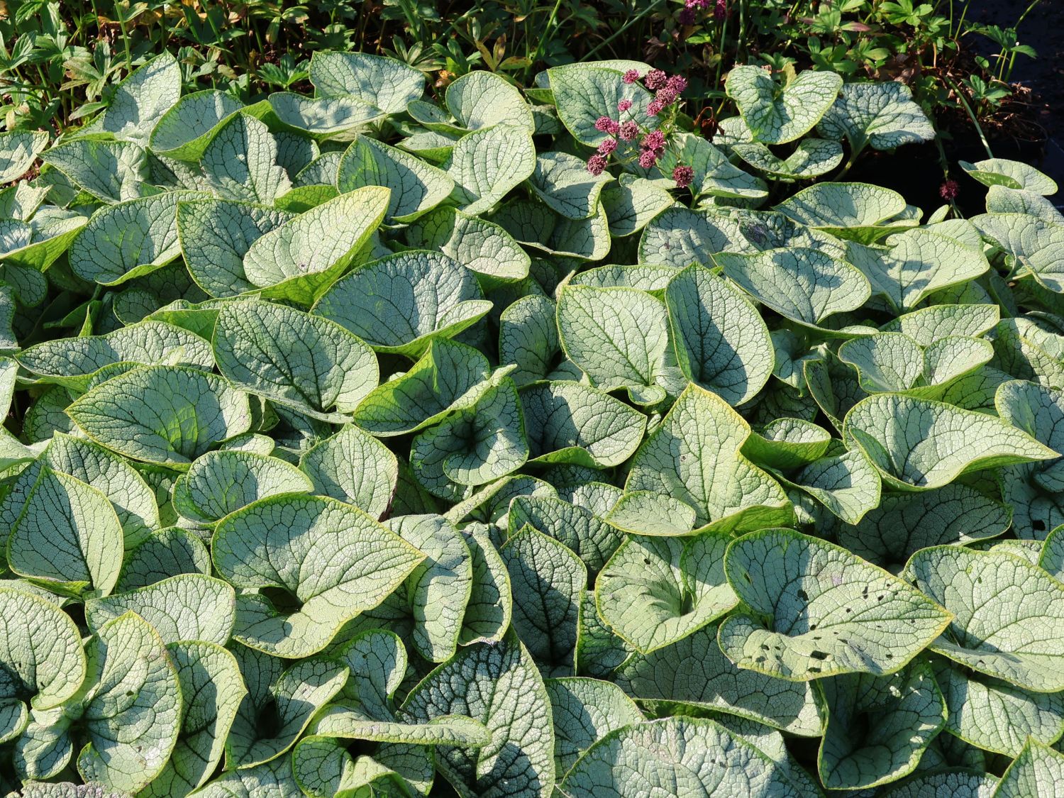 Kaukasus-Vergissmeinnicht 'Silver Heart' - Brunnera macrophylla 'Silver Heart'