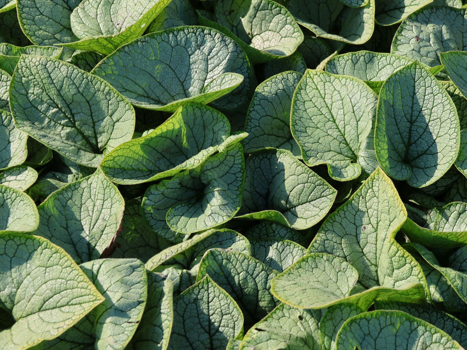 Kaukasus-Vergissmeinnicht 'Silver Heart' - Brunnera macrophylla 'Silver Heart'