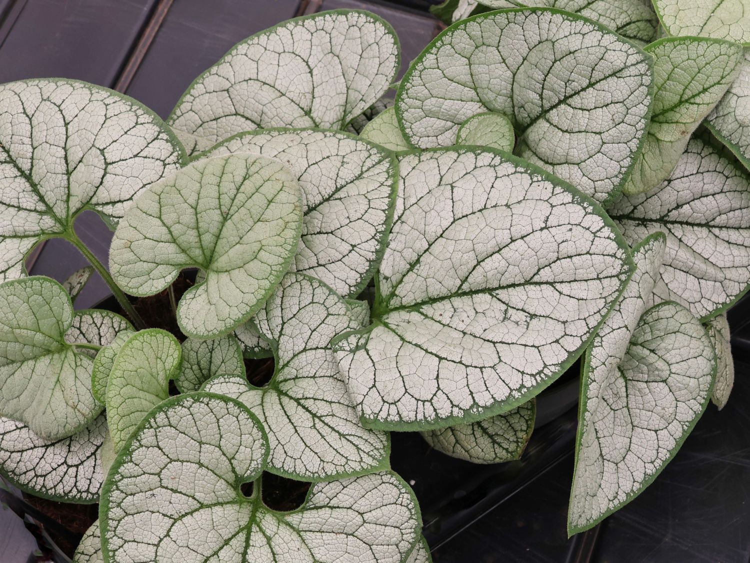 Kaukasus-Vergissmeinnicht 'Silver Heart' - Brunnera macrophylla 'Silver Heart'