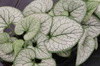 Kaukasus-Vergissmeinnicht 'Silver Heart' - Brunnera macrophylla 'Silver Heart'