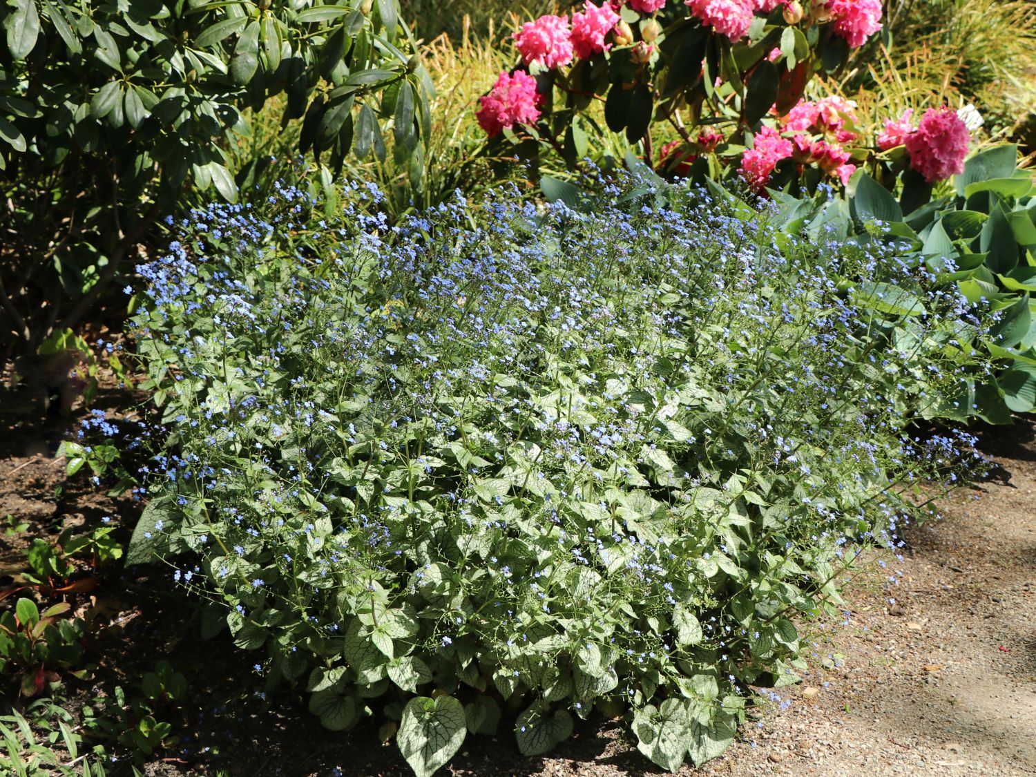 Kaukasus-Vergissmeinnicht 'Sterling Silver'