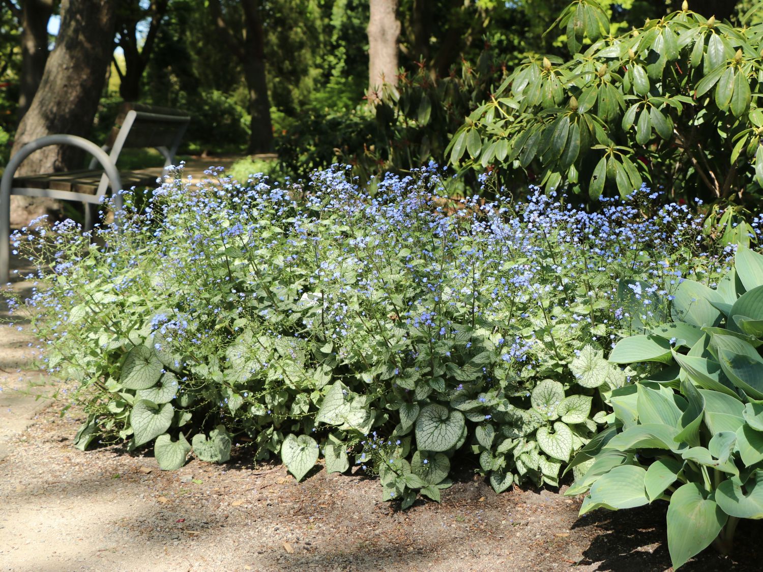 Kaukasus-Vergissmeinnicht 'Sterling Silver' - Brunnera macrophylla 'Sterling Silver'