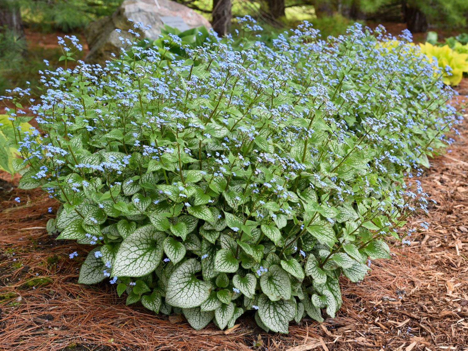Kaukasus-Vergissmeinnicht 'Sterling Silver' - Brunnera macrophylla 'Sterling Silver'