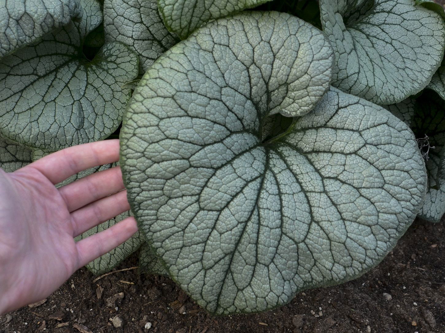 Kaukasus-Vergissmeinnicht 'Sterling Silver' - Brunnera macrophylla 'Sterling Silver'