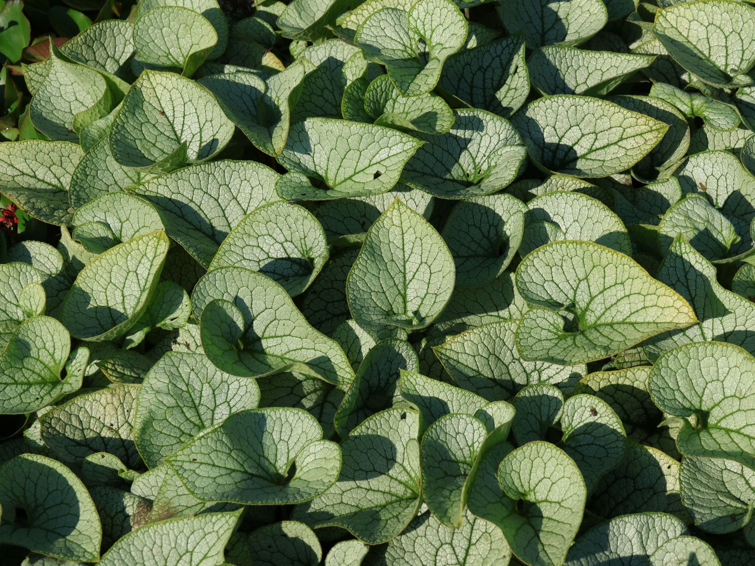 Kaukasus-Vergissmeinnicht 'Sterling Silver' - Brunnera macrophylla 'Sterling Silver'