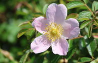 Keilblättrige Rose