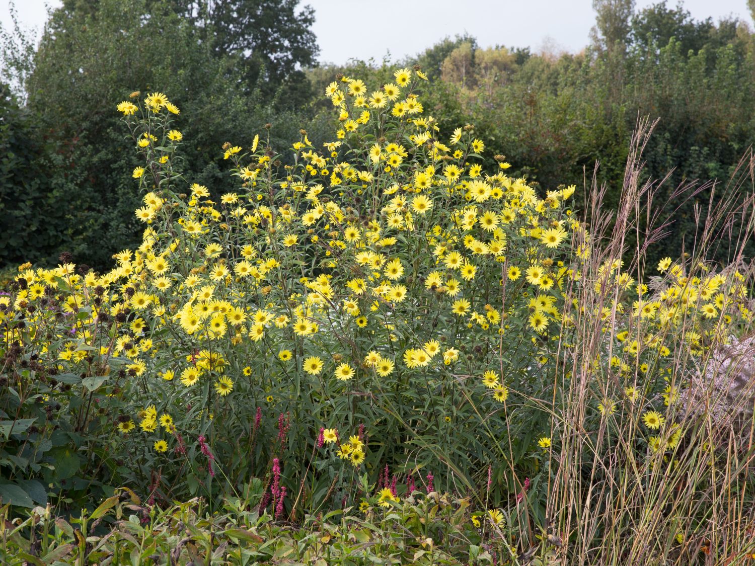 Kellermanns Sonnenblume