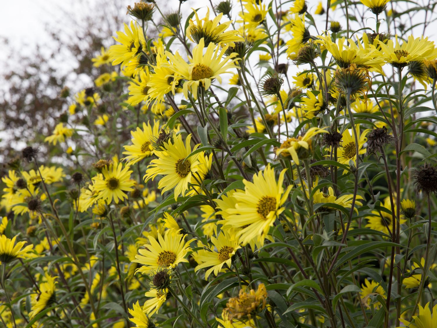 Kellermanns Sonnenblume - Helianthus x kellermannii