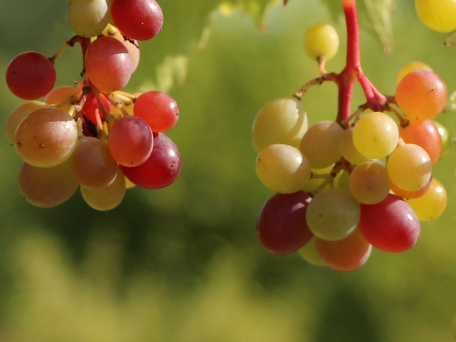 Kernlose Tafeltraube 'Vineland Rosé'