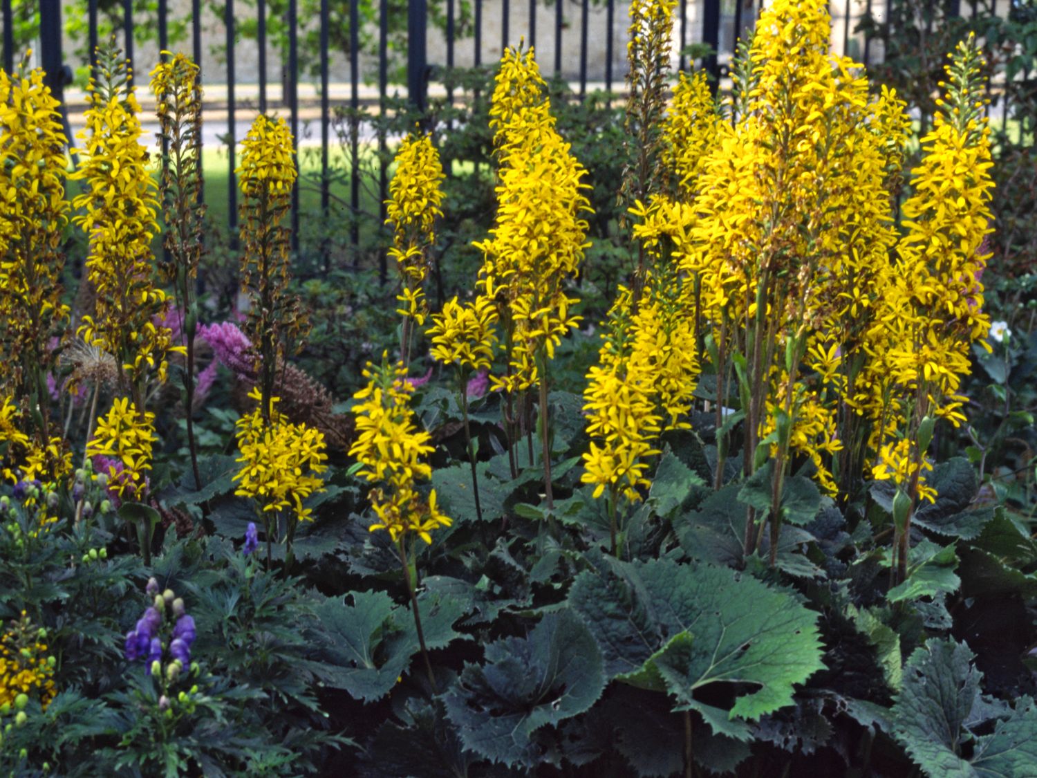 Goldkolben (Ligularia)