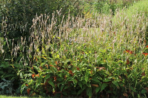 Kerzen-Knöterich 'Alba' - Bistorta amplexicaulis 'Alba'