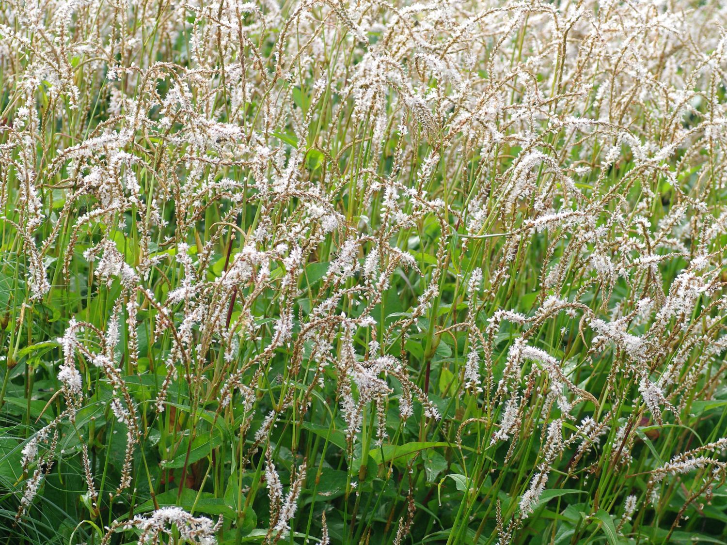 Kerzen-Knöterich 'White Eastfield'