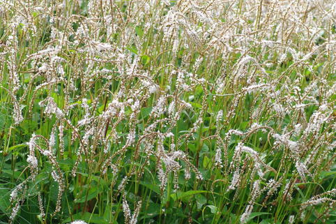 Kerzen-Knöterich 'White Eastfield' - Persicaria amplexicaulis 'White Eastfield'