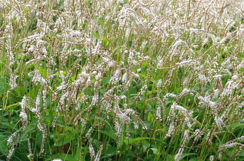 Kerzen-Knöterich 'White Eastfield' - Persicaria amplexicaulis 'White Eastfield'