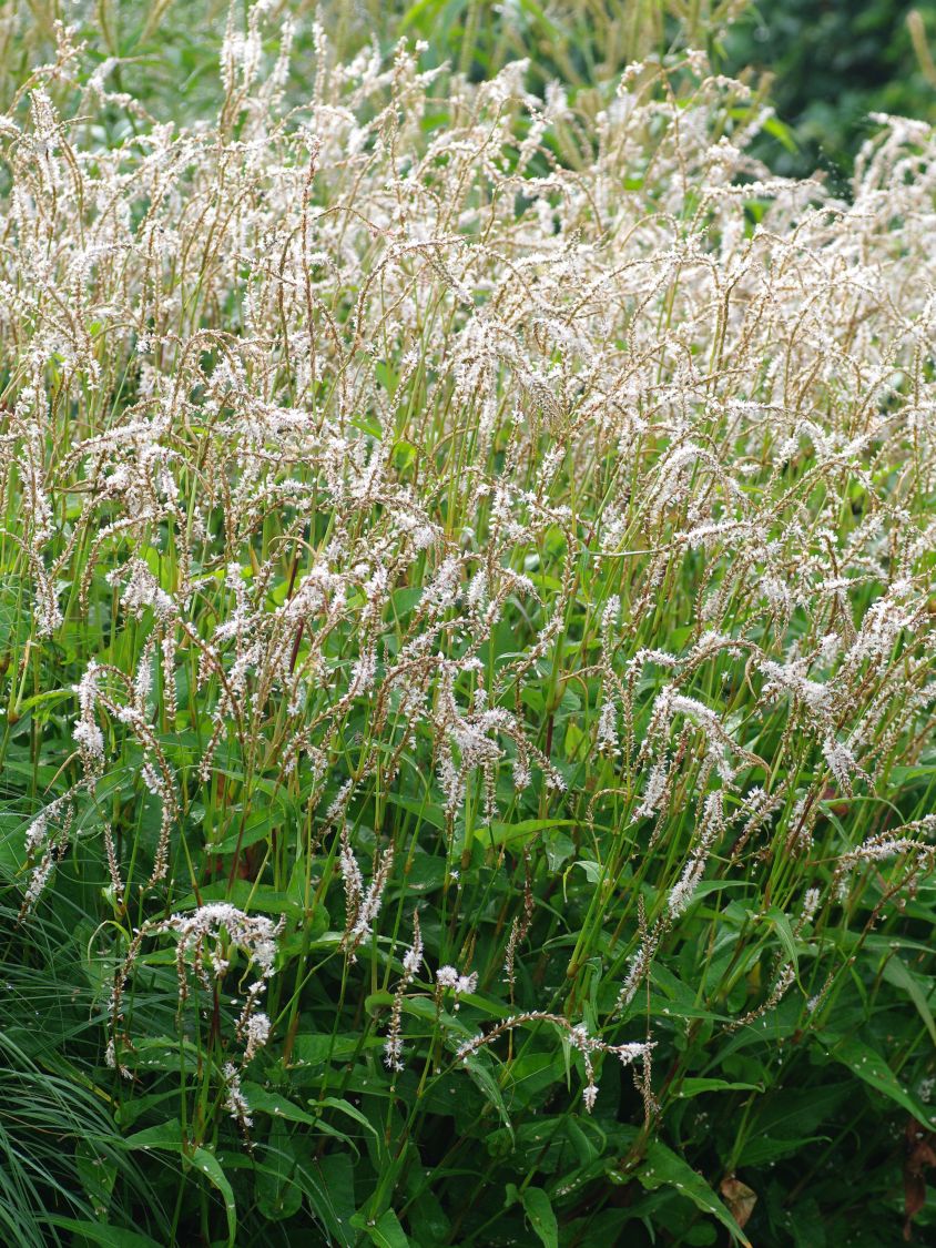 Kerzen-Knöterich 'White Eastfield' - Persicaria amplexicaulis 'White Eastfield'