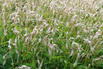Kerzen-Knöterich 'White Eastfield' - Persicaria amplexicaulis 'White Eastfield'