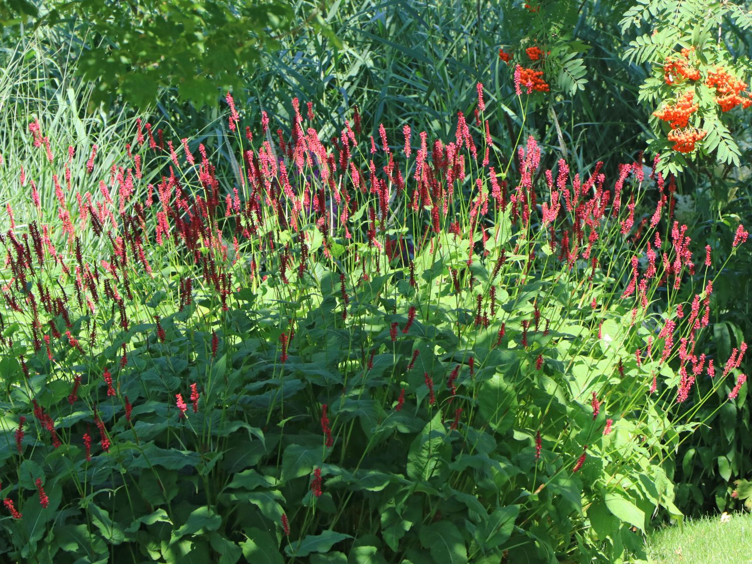 Kerzenknöterich 'Atropurpurea'