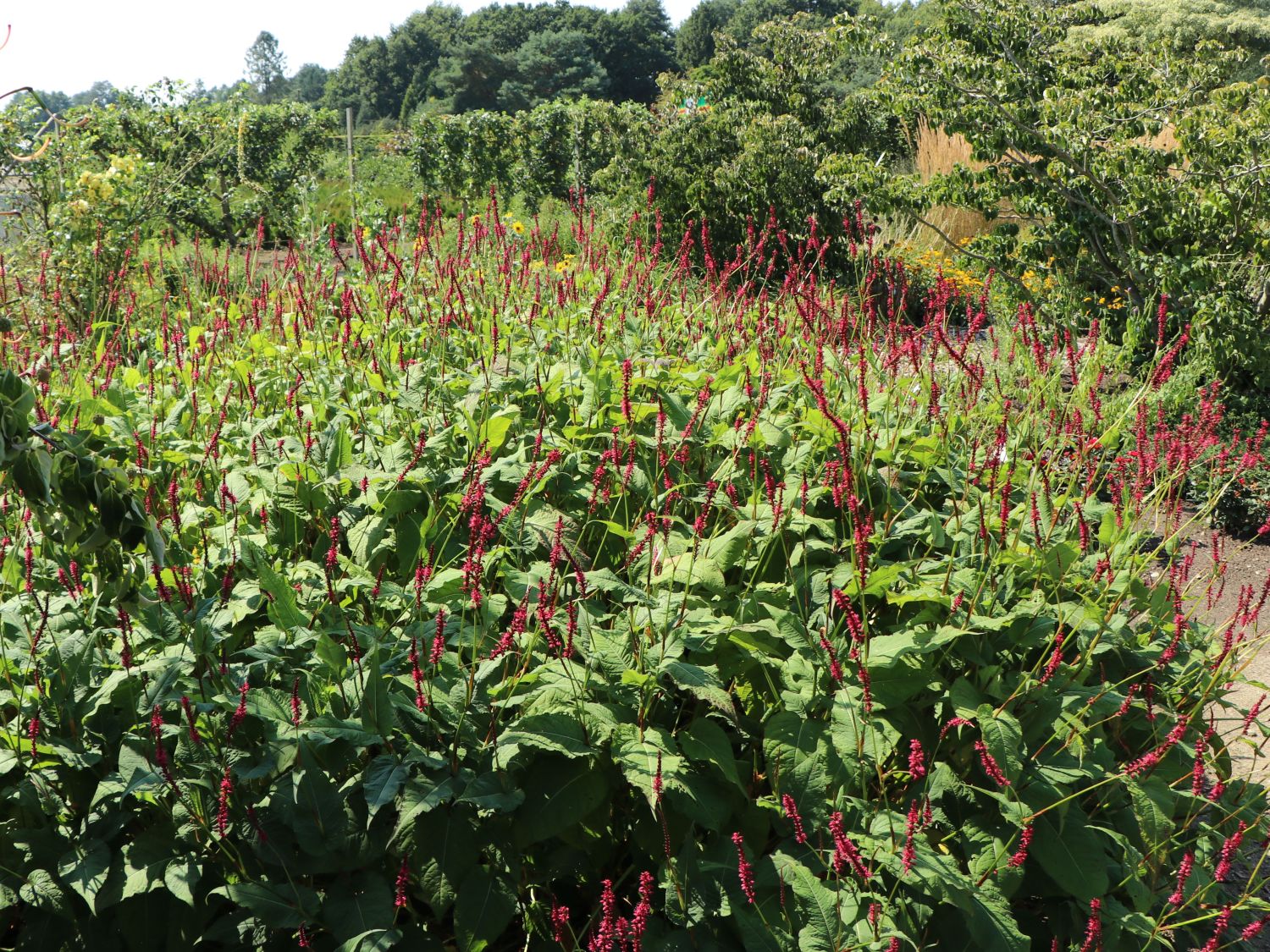 Kerzenknöterich 'Atropurpurea' - Bistorta amplexicaulis 'Atropurpurea'