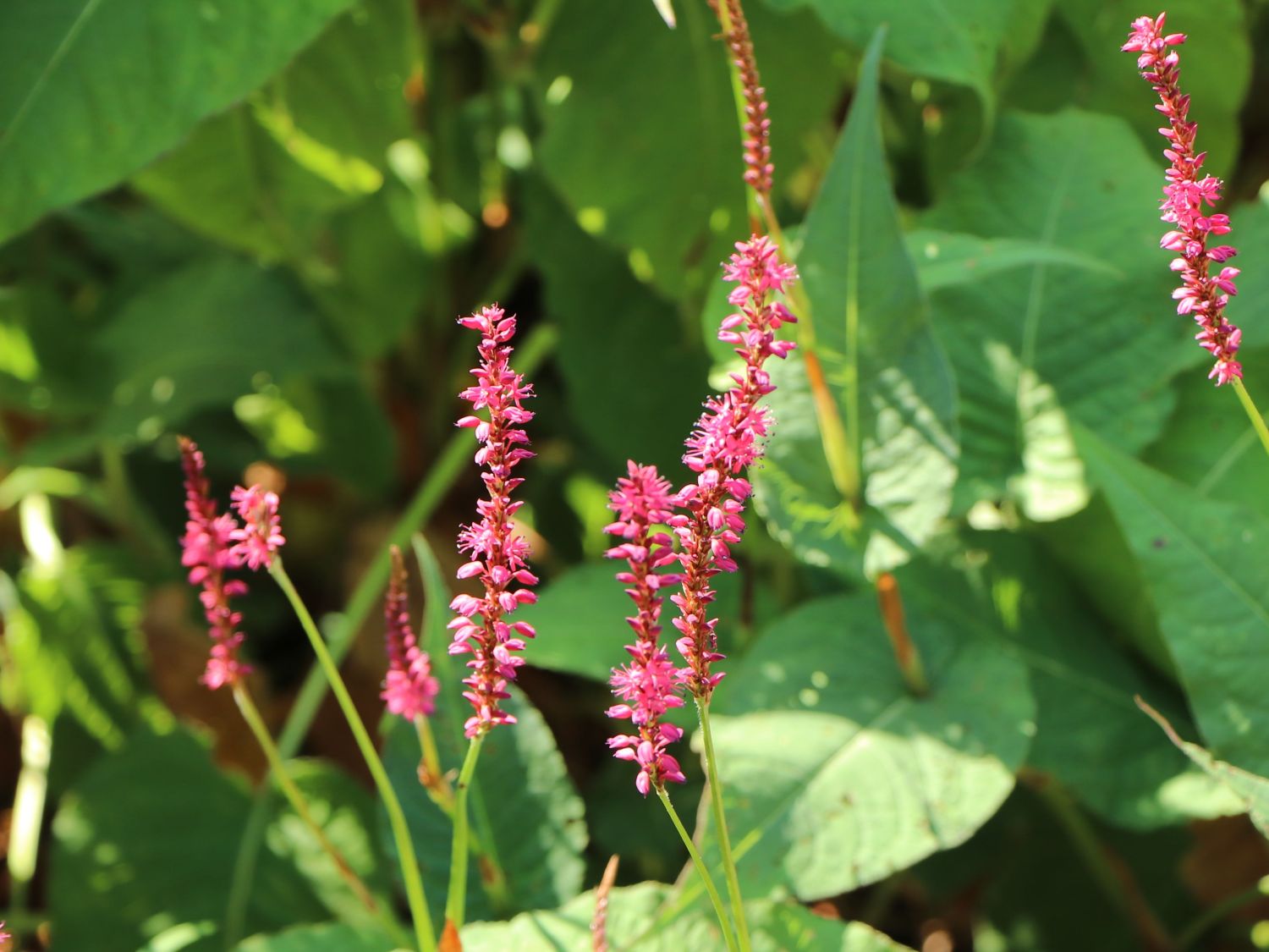 Kerzenknöterich 'Atropurpurea' - Bistorta amplexicaulis 'Atropurpurea'