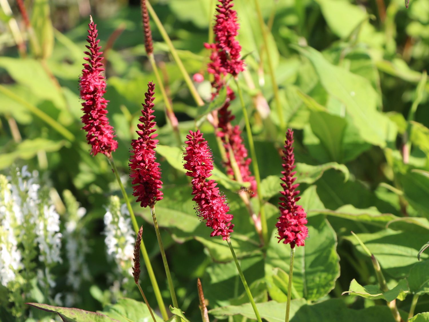 Kerzenknöterich 'Blackfield'