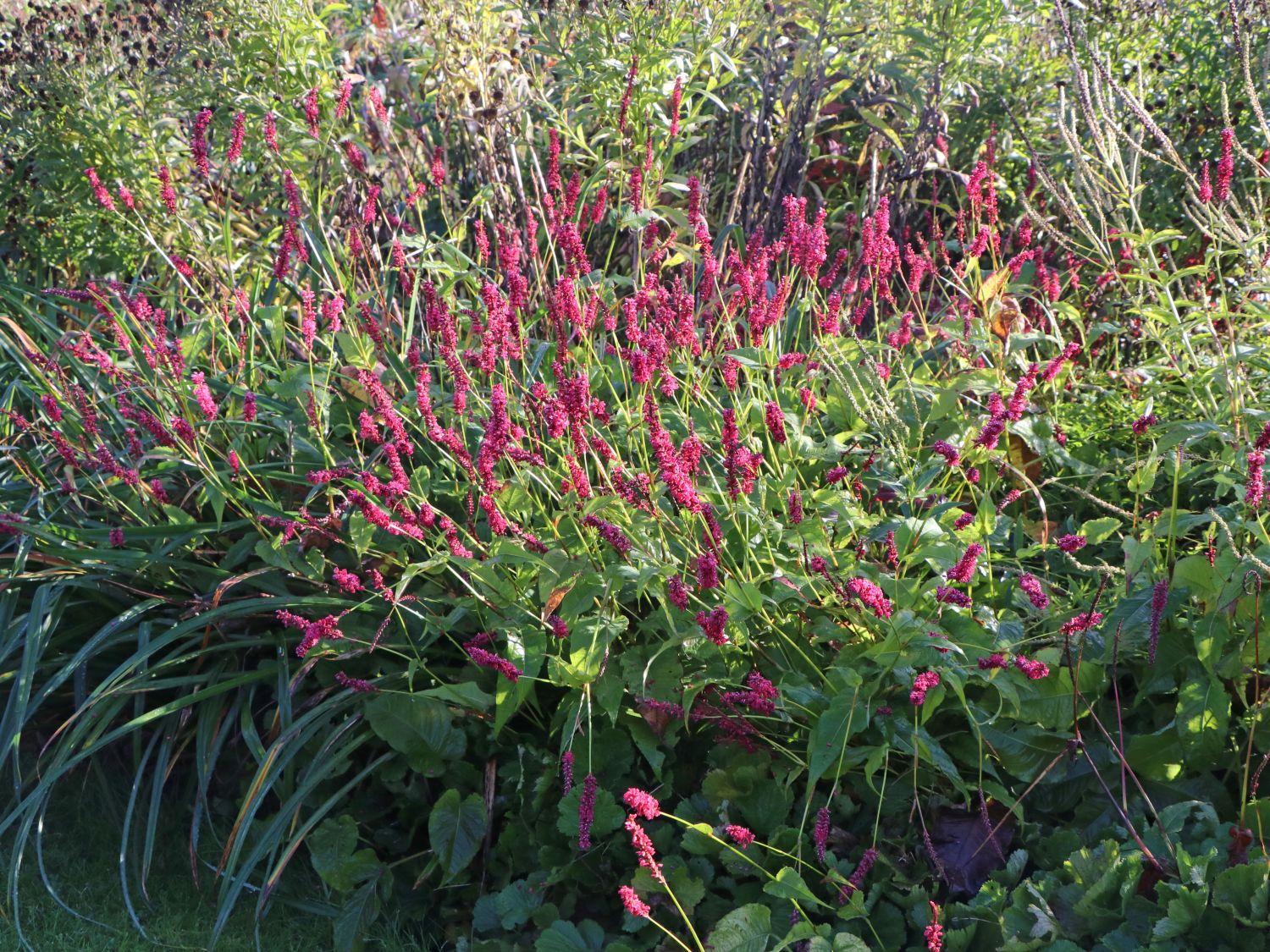Kerzenknöterich 'Fat Domino'
