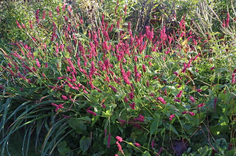 Kerzenknöterich 'Fat Domino' - Bistorta amplexicaulis 'Fat Domino'