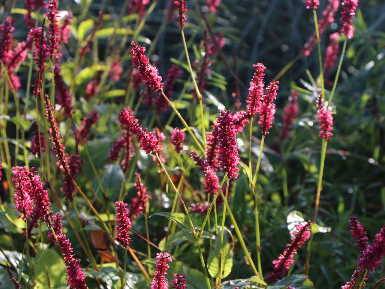 Kerzenknöterich 'Fat Domino' - Bistorta amplexicaulis 'Fat Domino'