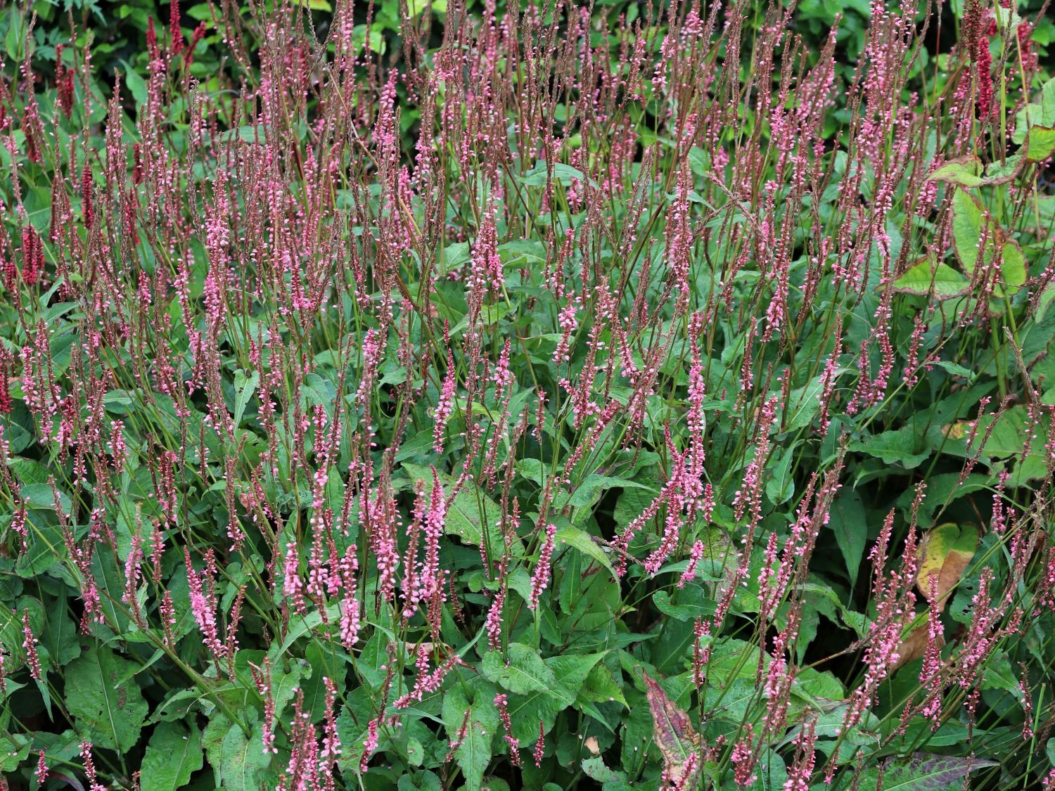 Kerzenknöterich 'Flamingo Feathers'