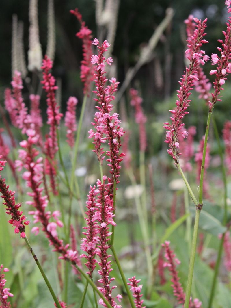 Kerzenknöterich 'High Society' - Bistorta amplexicaulis 'High Society'