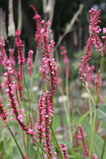 Kerzenknöterich 'High Society' - Bistorta amplexicaulis 'High Society'
