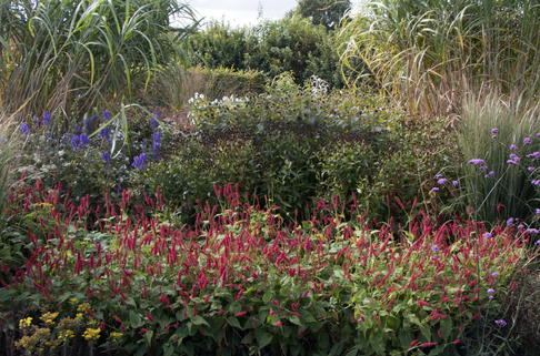 Kerzenknöterich 'J. S. Caliente' - Bistorta amplexicaulis 'J. S. Caliente'