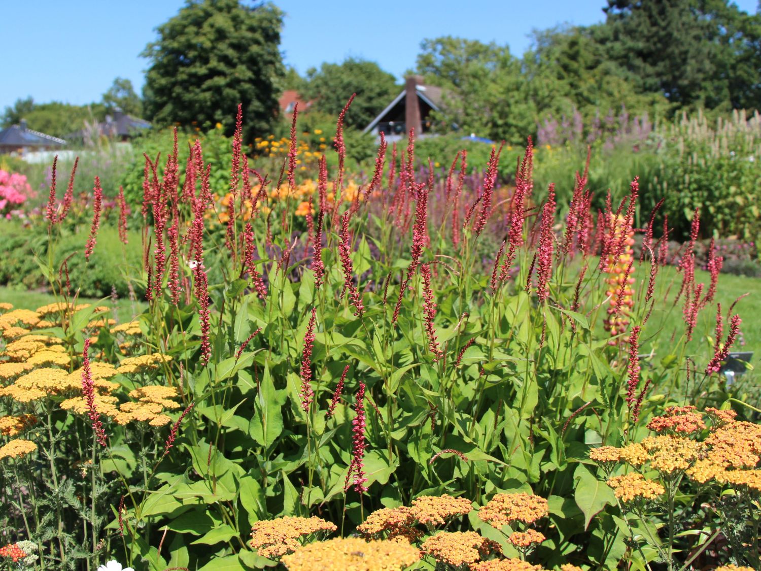 Kerzenknöterich 'Orangofield'