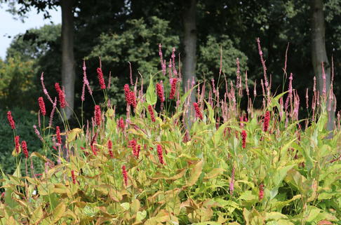 Kerzenknöterich 'Taurus' - Bistorta amplexicaulis 'Taurus'