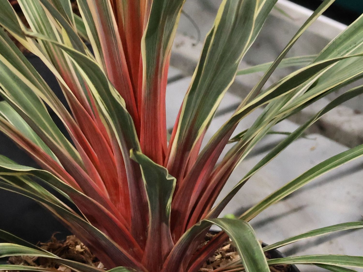 Keulenlilie 'Magic Star'