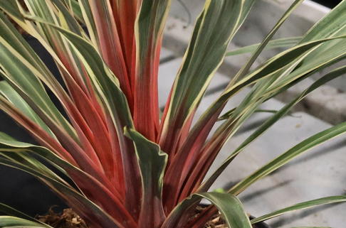 Keulenlilie 'Magic Star' - Cordyline australis 'Magic Star'