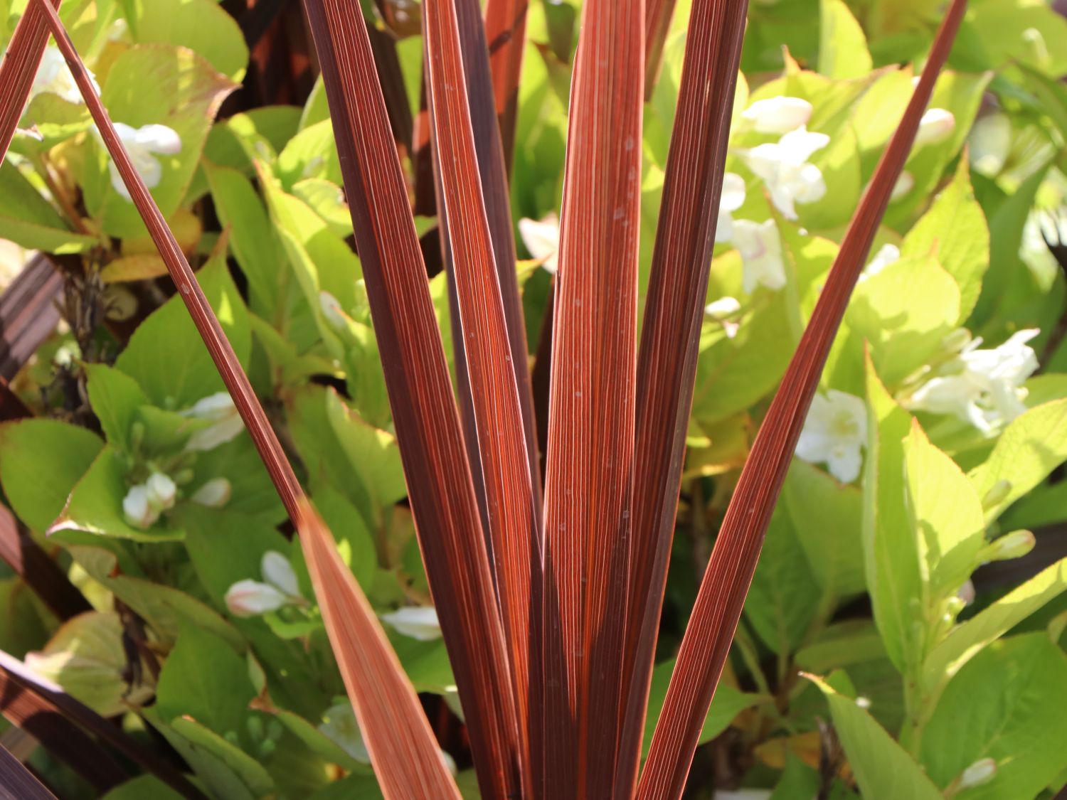 Keulenlilien (Cordyline)