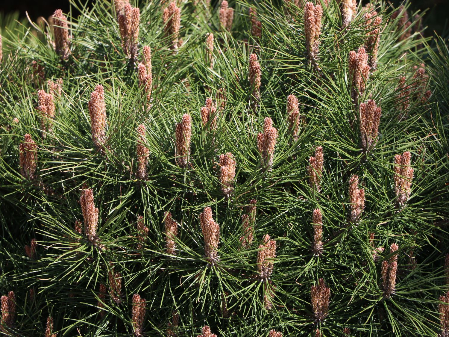 Schwarzkiefer 'Bambino' ® - Pinus nigra 'Bambino' ®