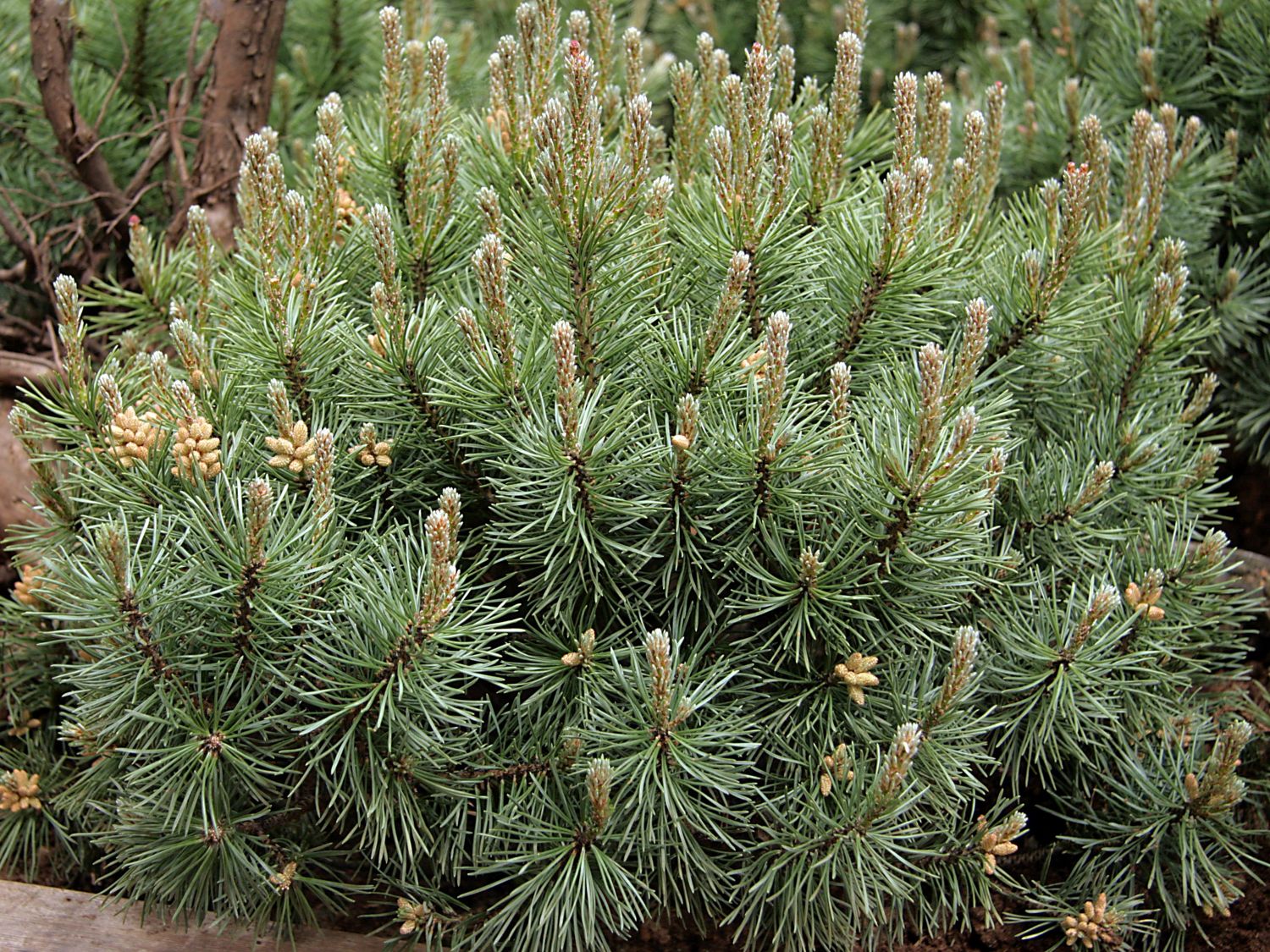 Kiefer 'Grüne Welle' ®