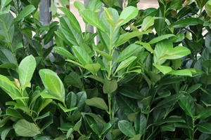 Kirschlorbeer 'BONAPARTE' ®