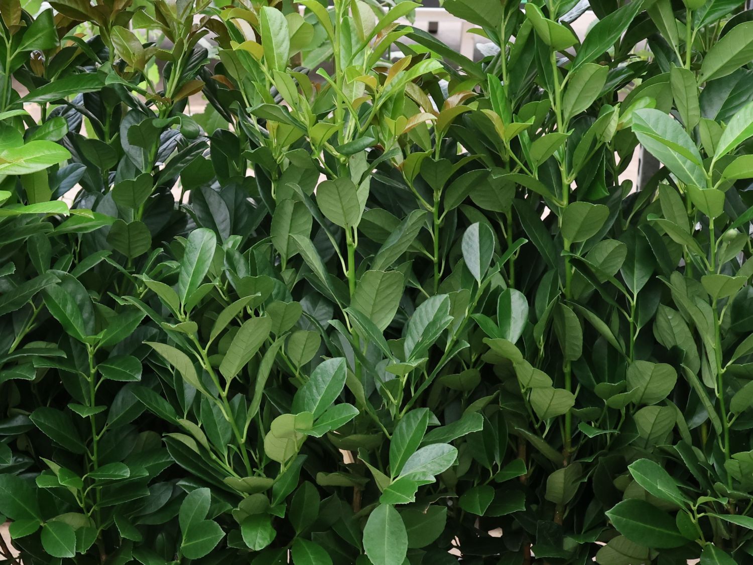 Kirschlorbeer 'BONAPARTE'  - Prunus laurocerasus 'BONAPARTE'  -  Baumschule Horstmann