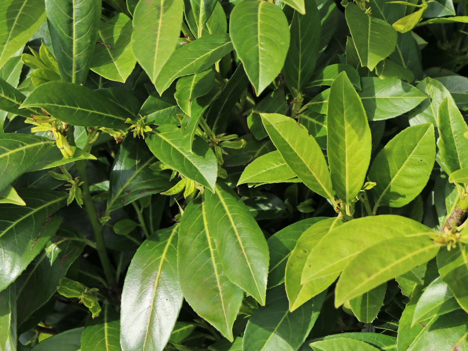 Kirschlorbeer 'Greenpeace' - Prunus laurocerasus 'Greenpeace' - Baumschule  Horstmann