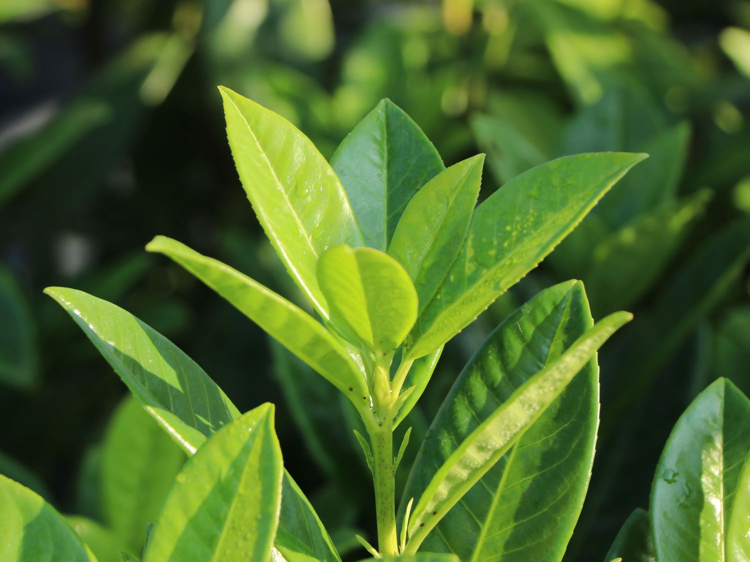 Kirschlorbeer 'Greentorch' - Prunus laurocerasus 'Greentorch'