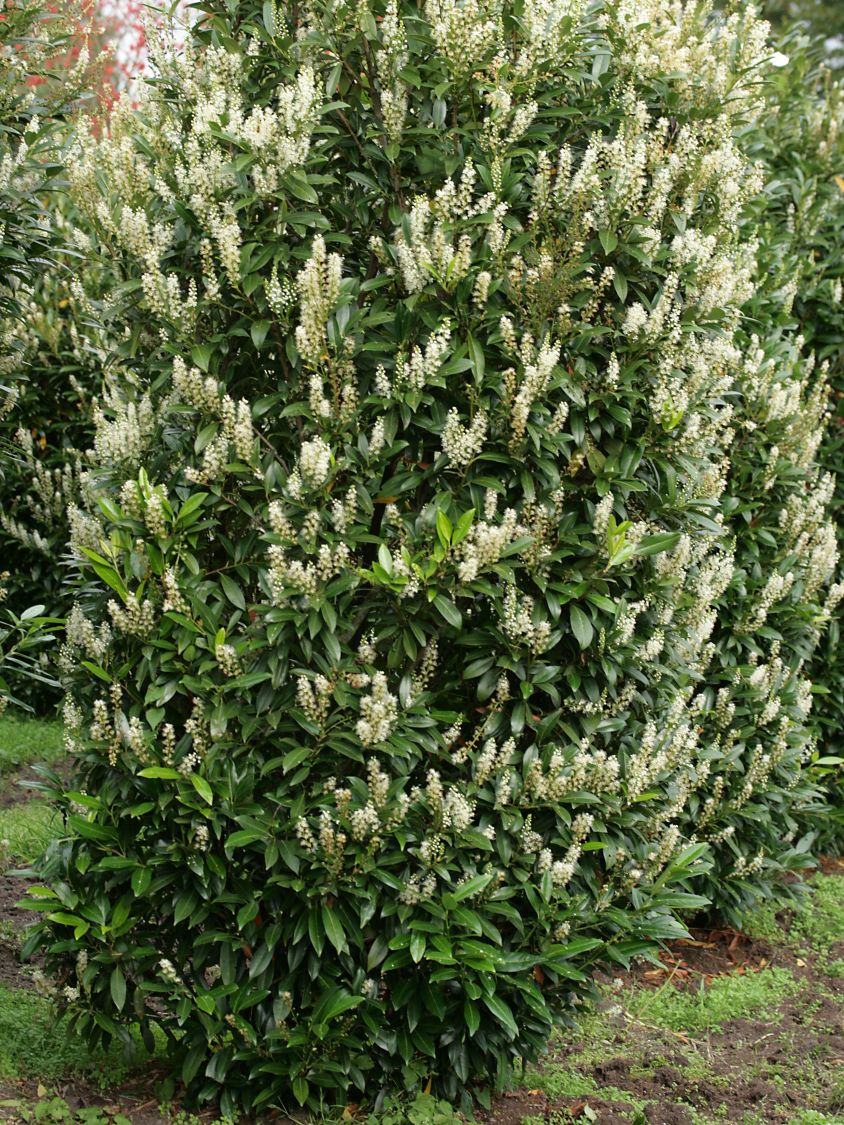 Kirschlorbeer 'Greentorch' - Prunus laurocerasus 'Greentorch'