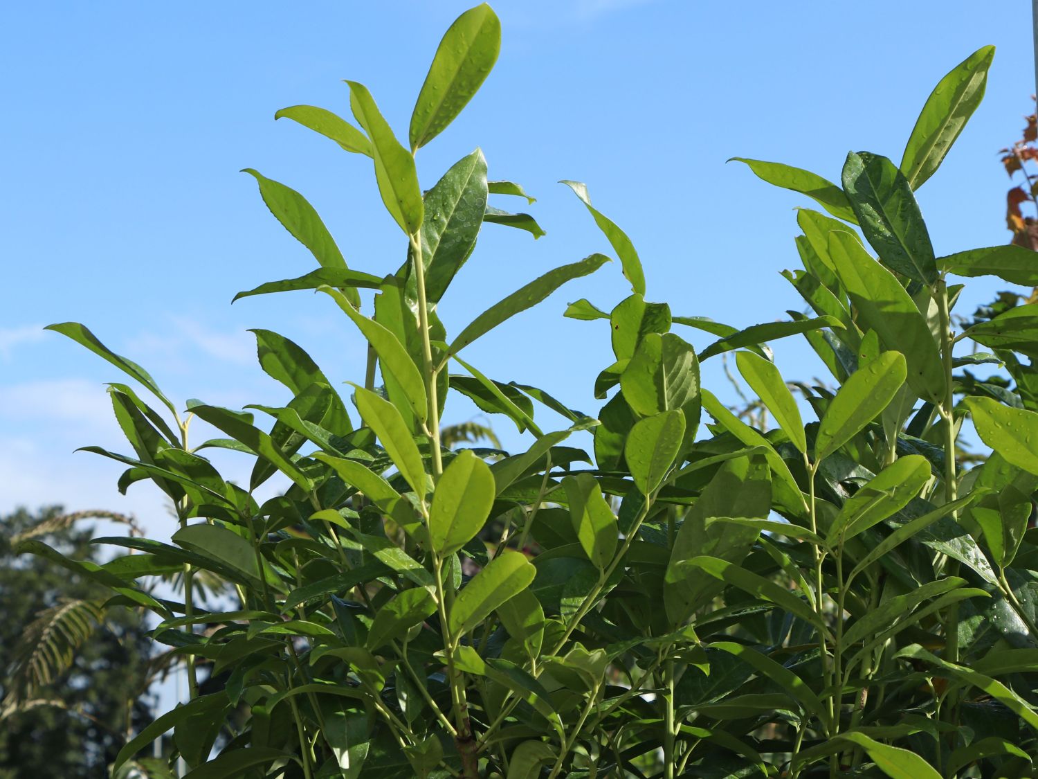 Kirschlorbeer 'Greentorch' - Prunus laurocerasus 'Greentorch'