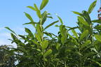 Kirschlorbeer 'Greentorch' - Prunus laurocerasus 'Greentorch'