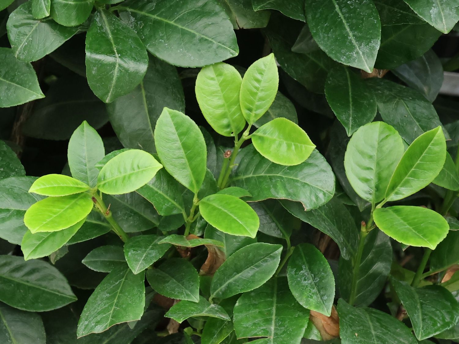 Kirschlorbeer / Lorbeerkirsche 'Ani'