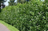 Kirschlorbeer / Lorbeerkirsche 'Caucasica'