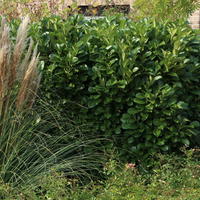 Kirschlorbeer / Lorbeerkirsche 'Caucasica' - Prunus laurocerasus 'Caucasica'