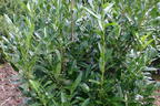Kirschlorbeer / Lorbeerkirsche 'Caucasica' - Prunus laurocerasus 'Caucasica'